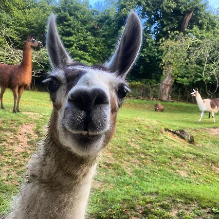 Loire Valley Llama Farm Stay Lavernat Exterior photo