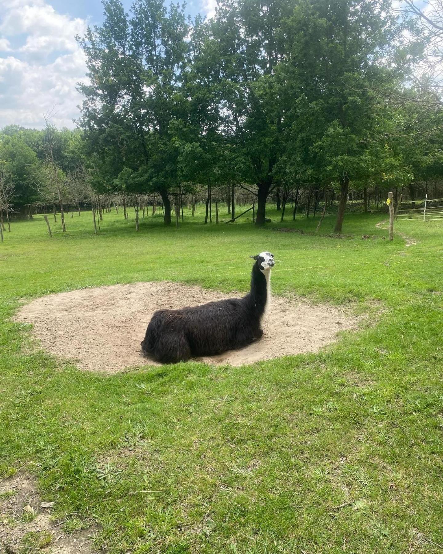 The Llama Farm France Saint-Cyr-Les-Champagnes Exterior photo