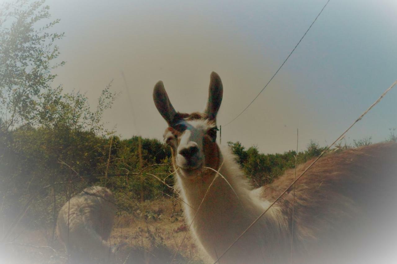 The Llama Farm France Saint-Cyr-Les-Champagnes Exterior photo
