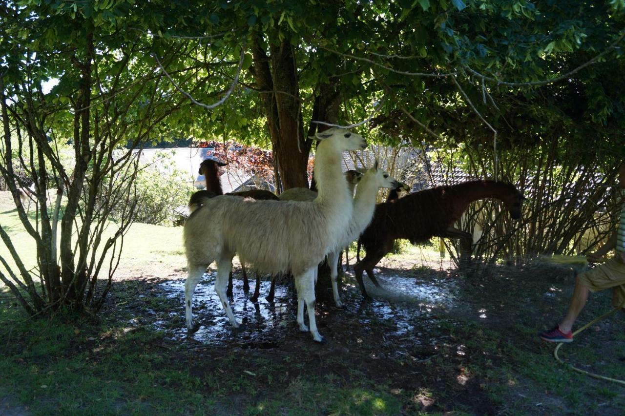 The Llama Farm France Saint-Cyr-Les-Champagnes Exterior photo