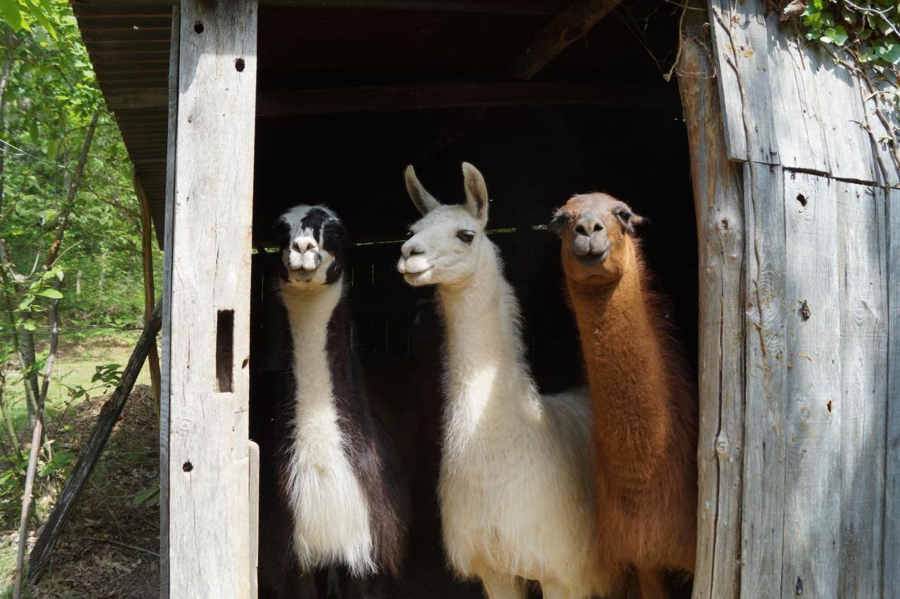 The Llama Farm France Saint-Cyr-Les-Champagnes Exterior photo
