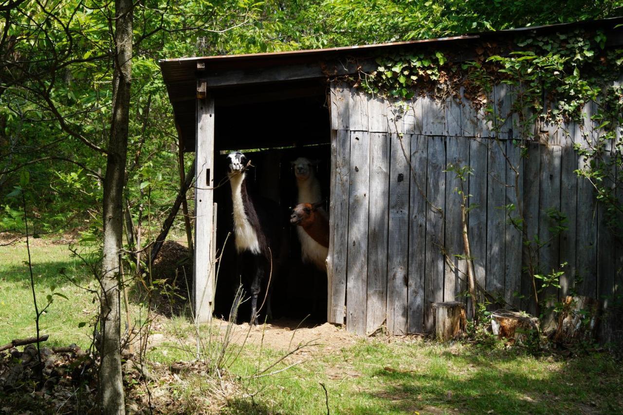 The Llama Farm France Saint-Cyr-Les-Champagnes Exterior photo